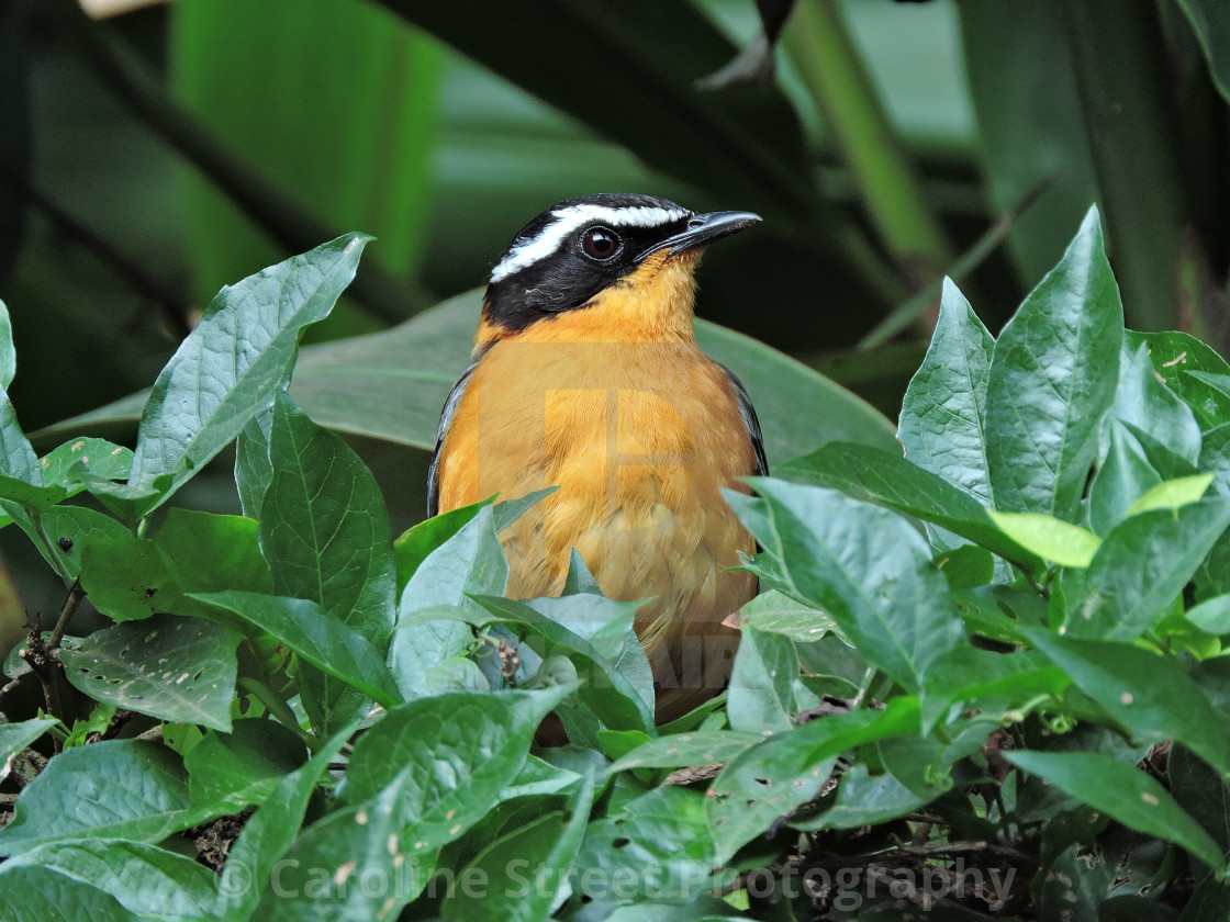 "Heuglins Robin" stock image