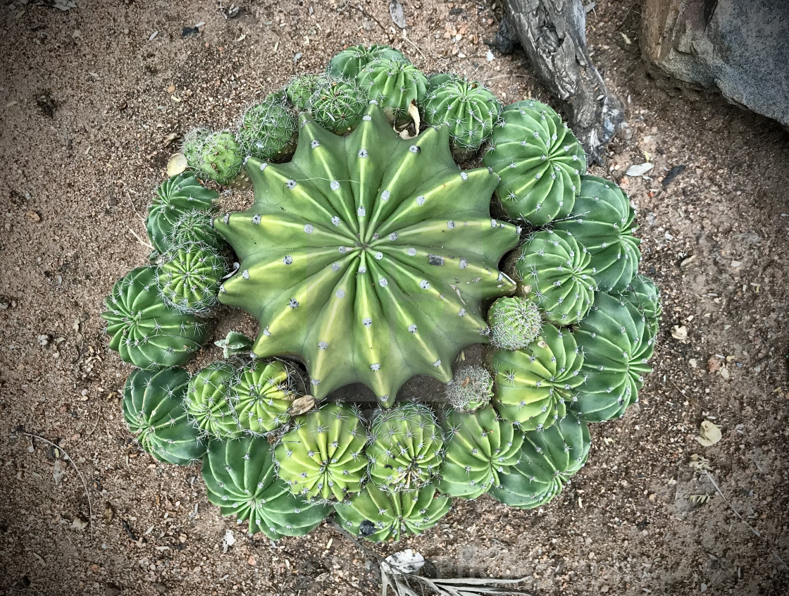 "Barrel Cactus with Offsets" stock image