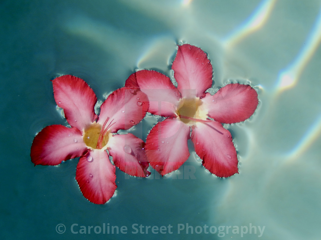 "Impala Lily Aqua" stock image