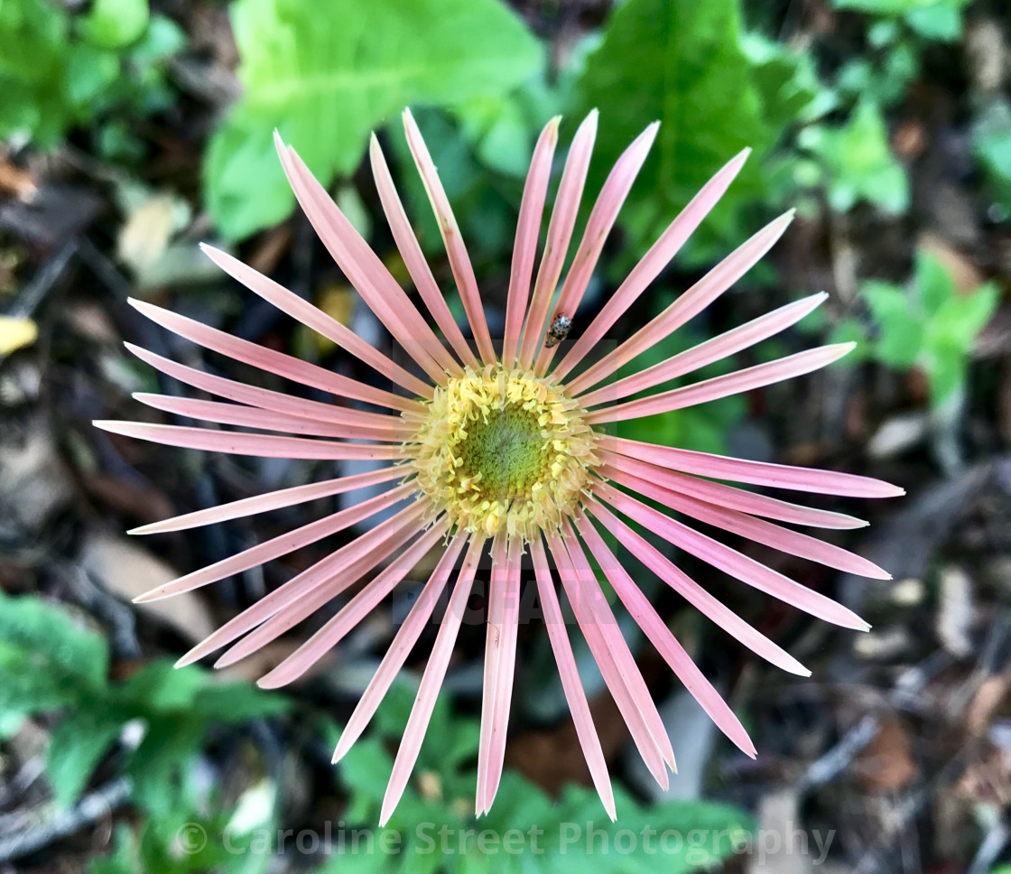 "Barberton Daisy" stock image