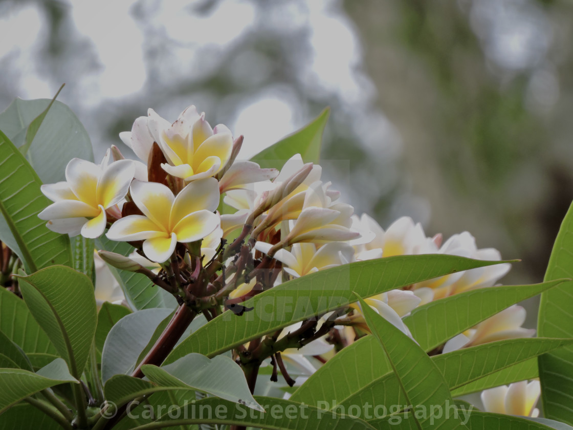 "Frangipani Yellow White" stock image