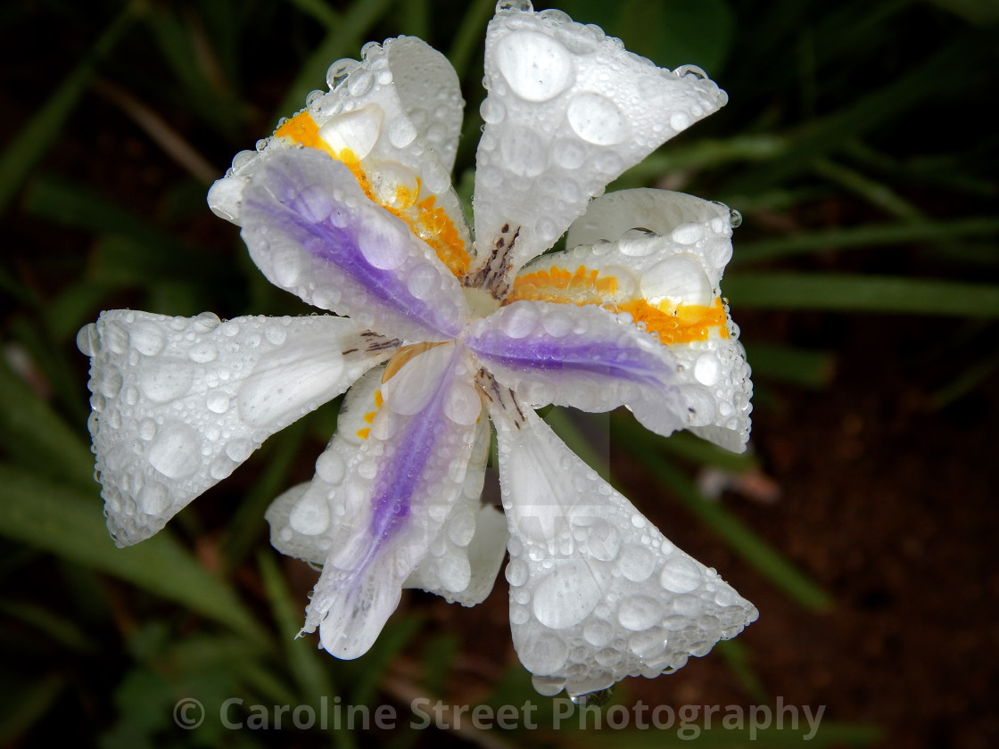 "Wild Iris with Raindrops" stock image