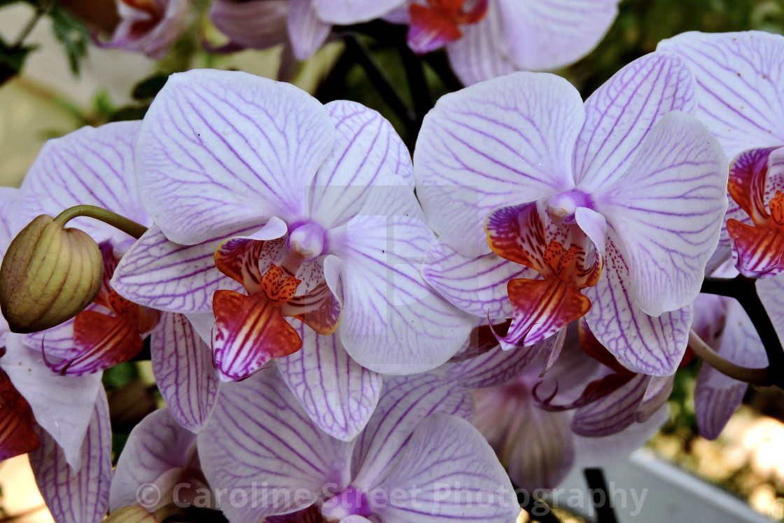 "Phalaenopsis Orchid" stock image