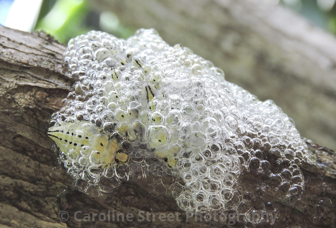 "Spittle Bugs" stock image