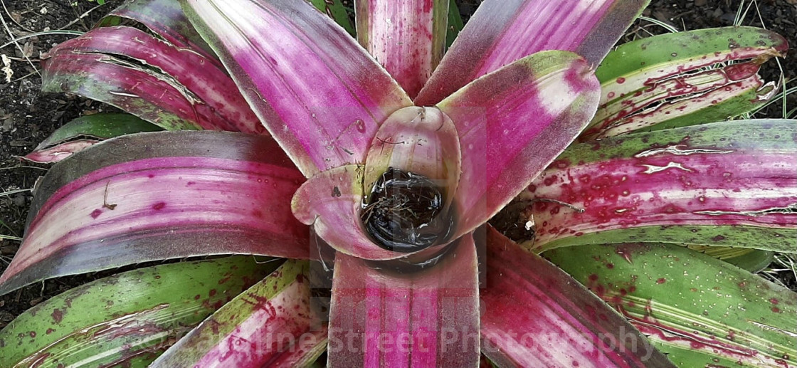 "Bromeliad Pink and Green" stock image