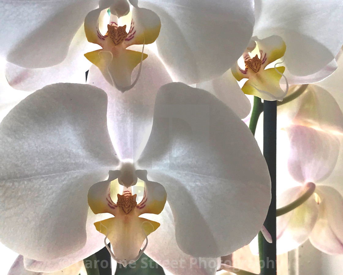 "White Phalaenopsis Orchid" stock image