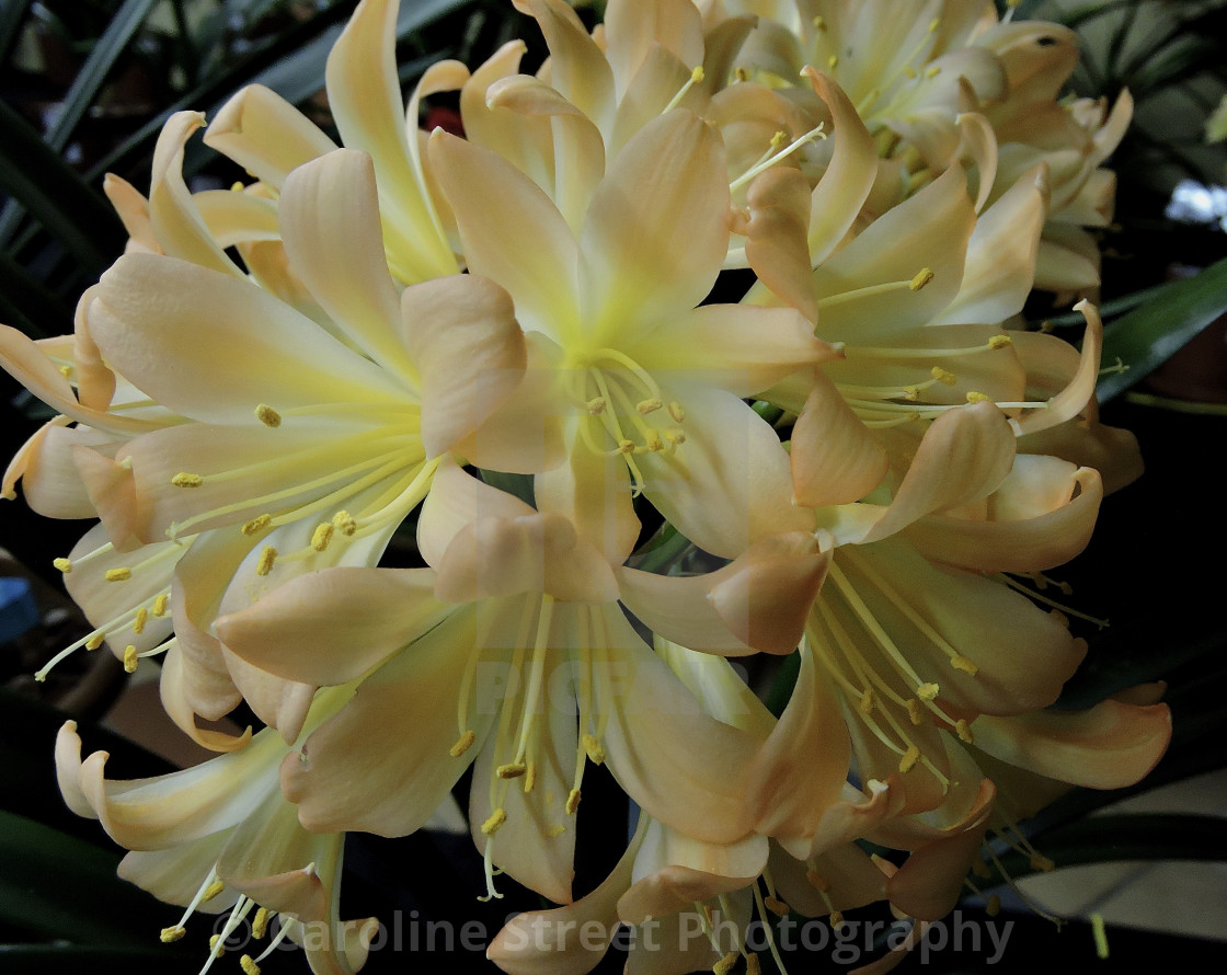 "Yellow Clivia" stock image