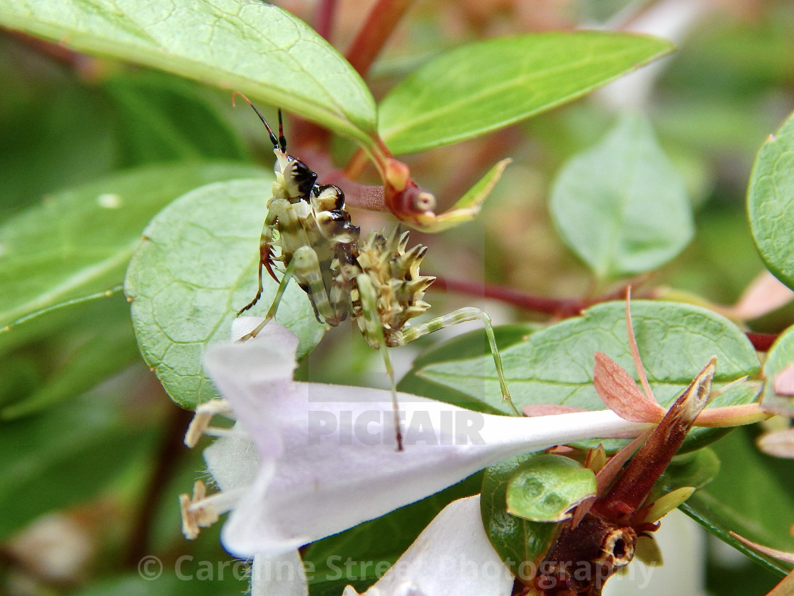 "Spiny Flower Mantis" stock image