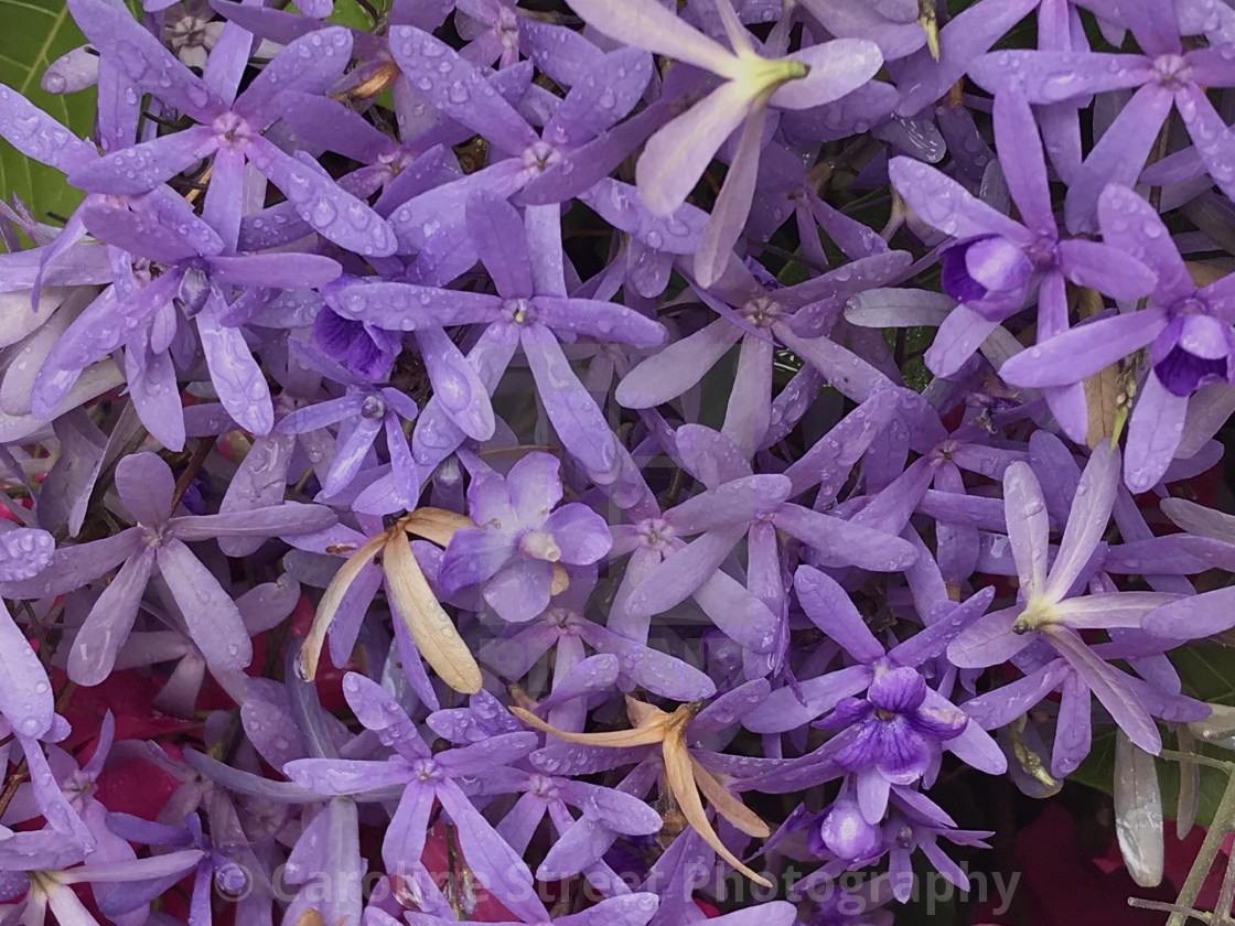 "Petra volubilis" stock image