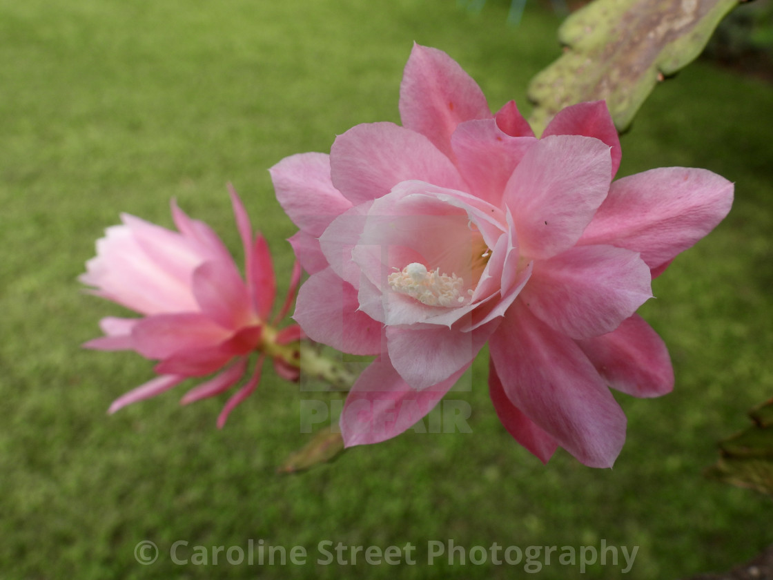 "Cactus Orchid Pink" stock image