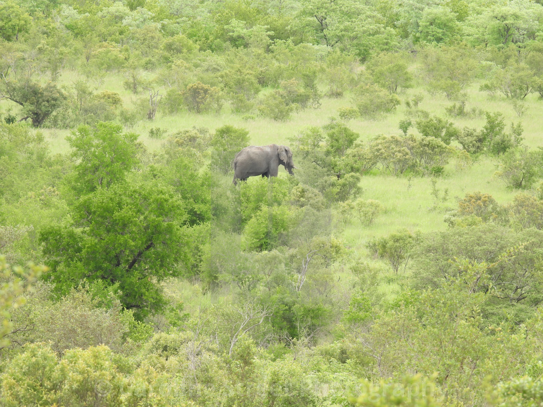 "Solitary Bull Elephant" stock image