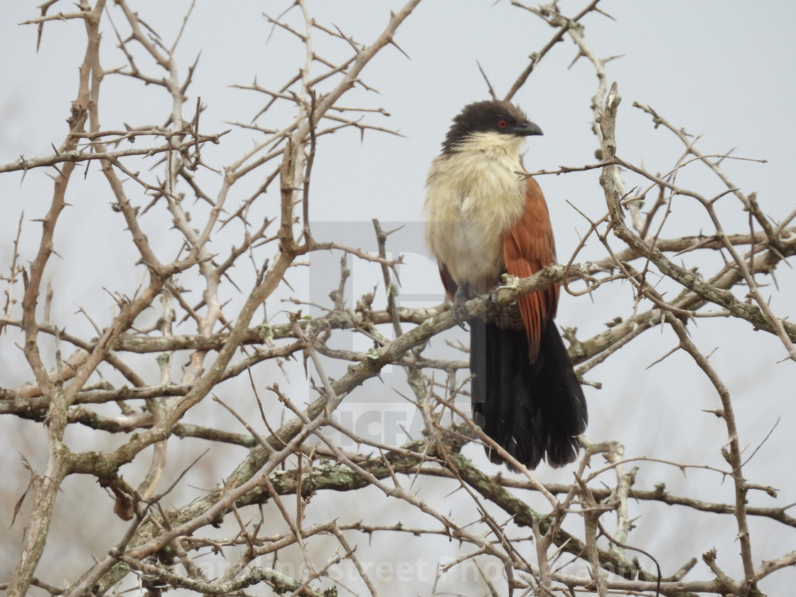 "Burchell’s Coucal" stock image