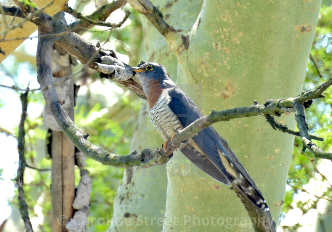 "Red Crested Cuckoo in Fever tree." stock image