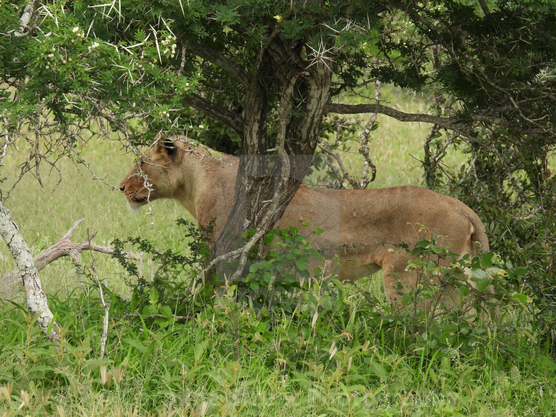 "Lioness joining her pride." stock image