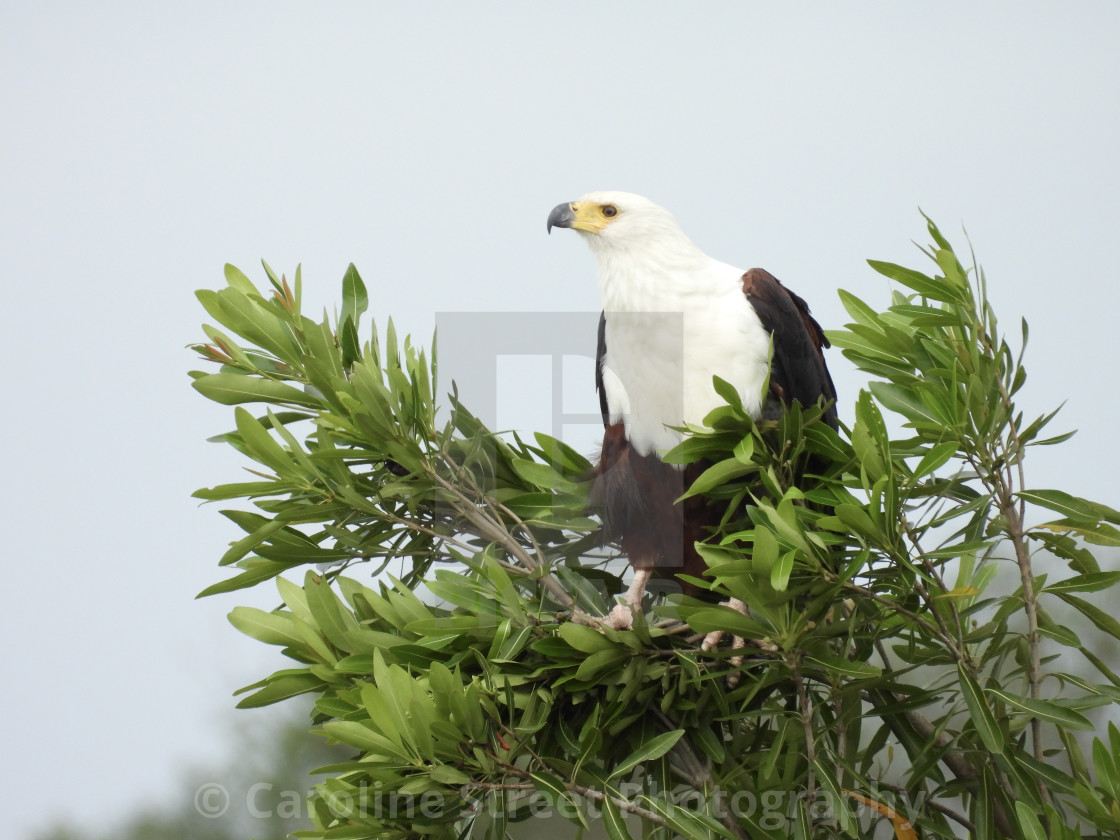 "Fish Eagle Perched in a Tree" stock image