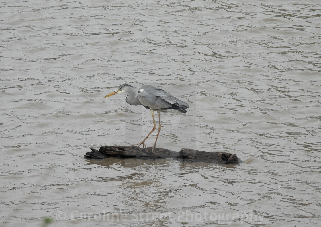 "Grey Heron" stock image