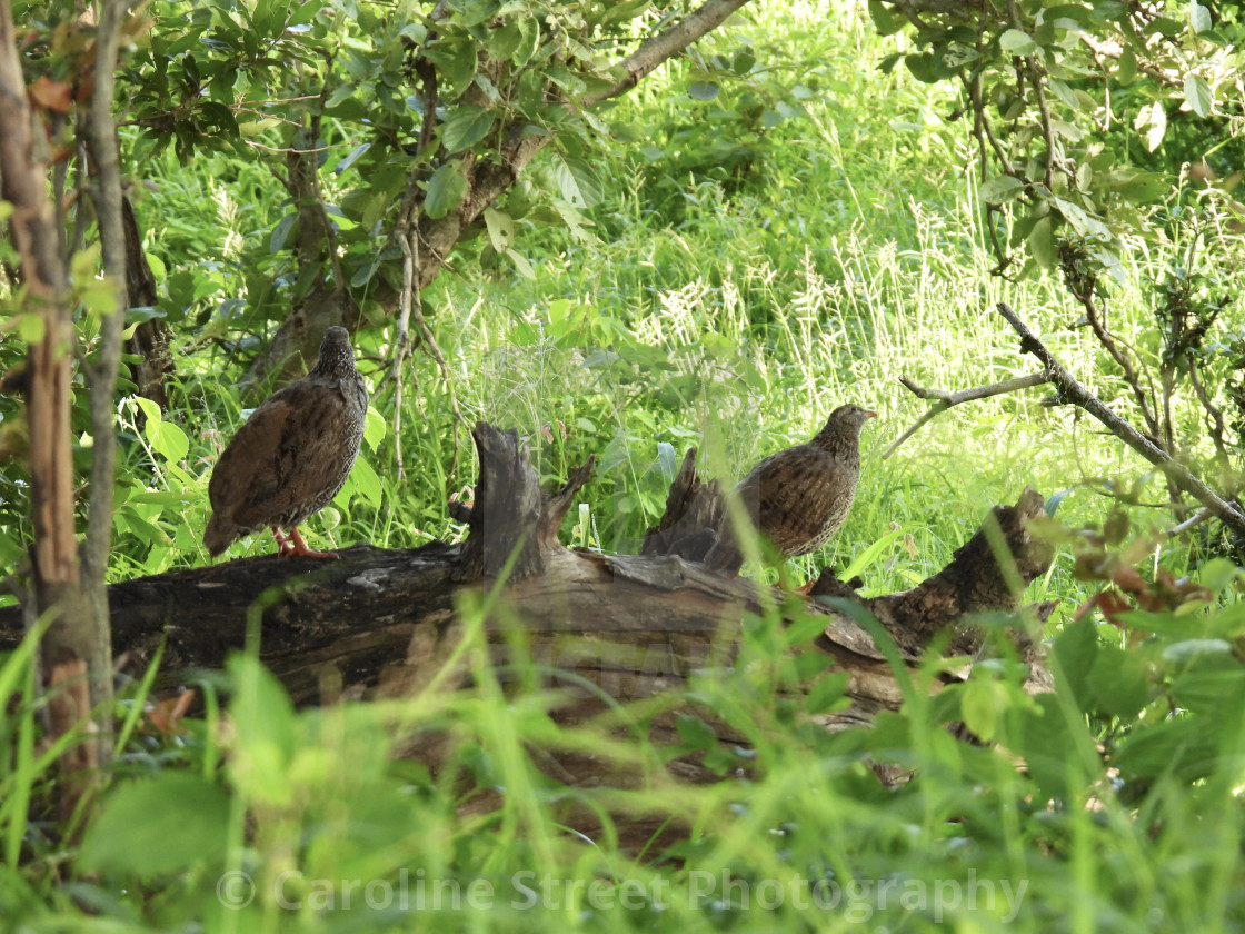 "Natal Spurfowl" stock image