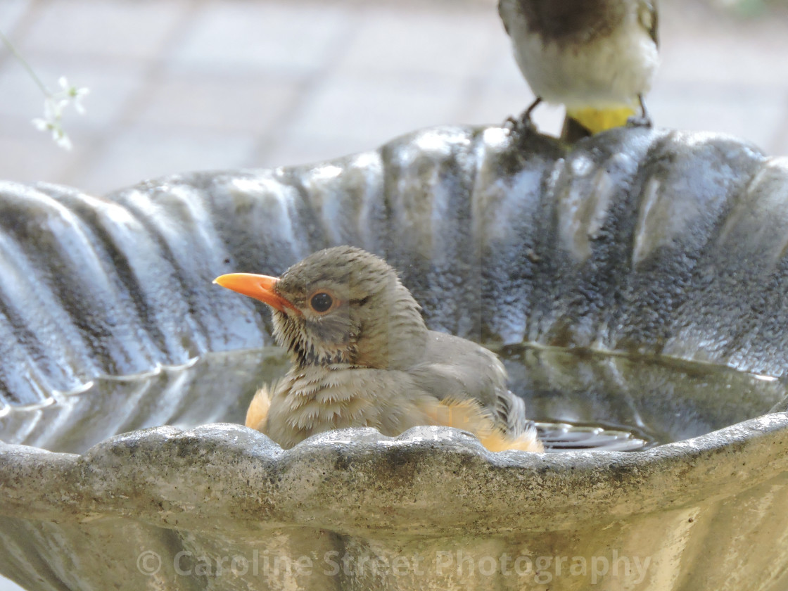 "Olive Thrush Bathing" stock image