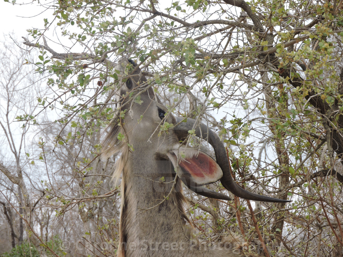 "Kudu Grazing" stock image