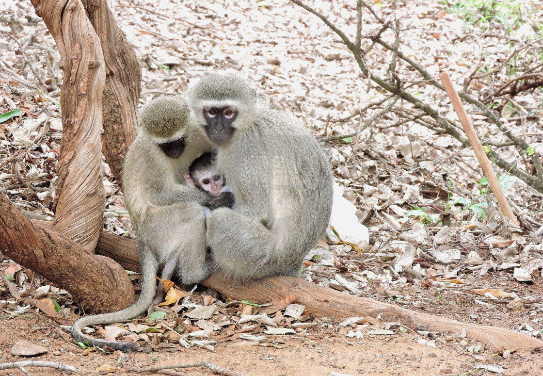 "Monkey Motherhood" stock image