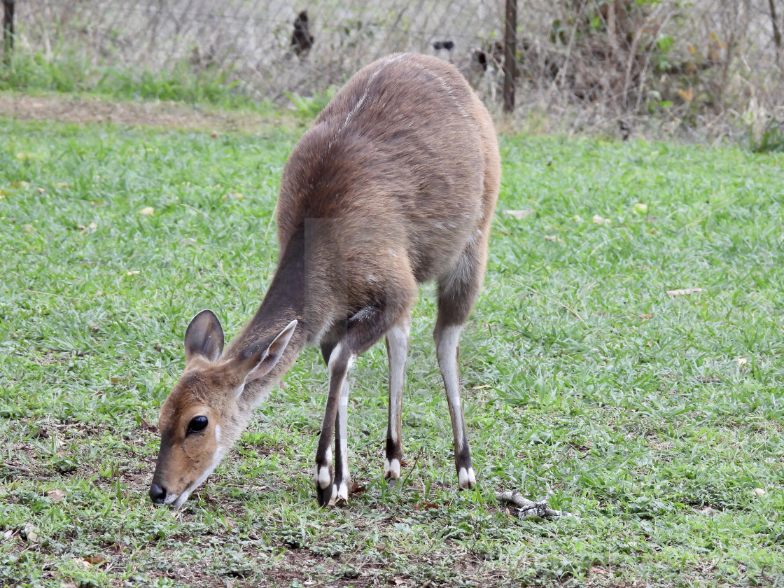 "Bushbuck Grazing" stock image