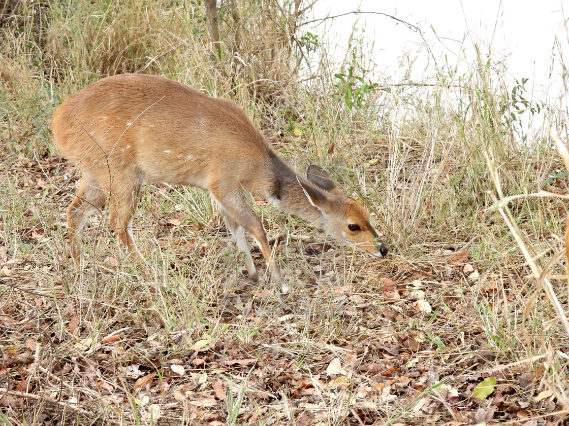 "Bushbuck Foraging" stock image