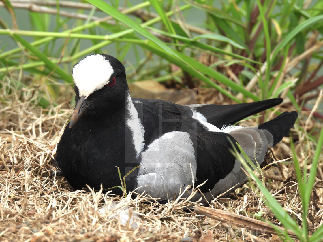 "Blacksmith Lapwing" stock image