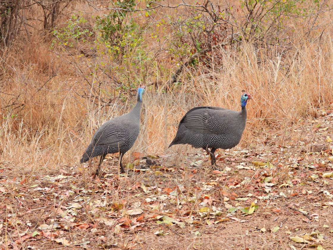 "A Pair of Guinea Fowl" stock image