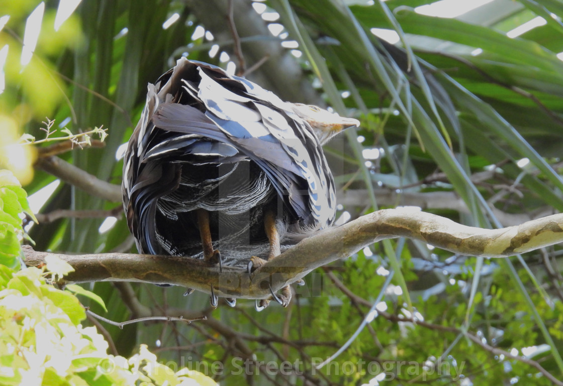 "African Harrier Hawk Tail Feathers" stock image