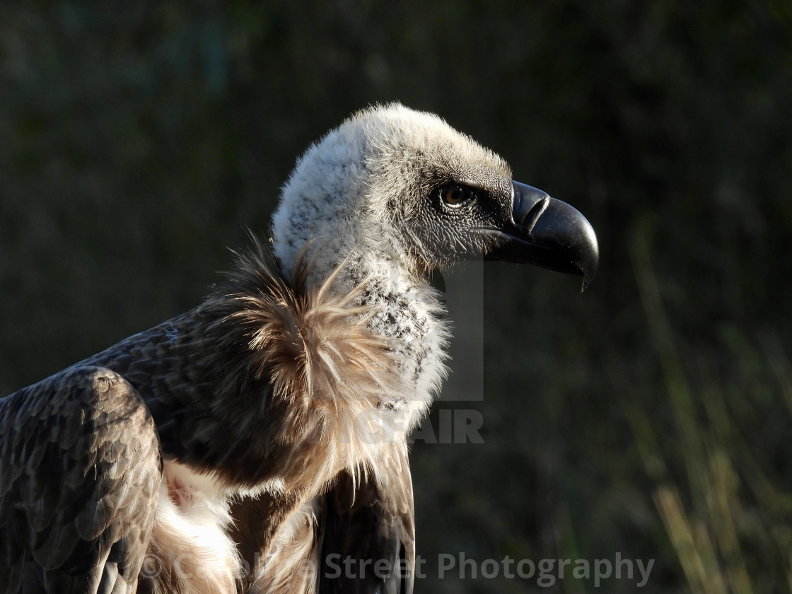 "White-backed Vulture" stock image