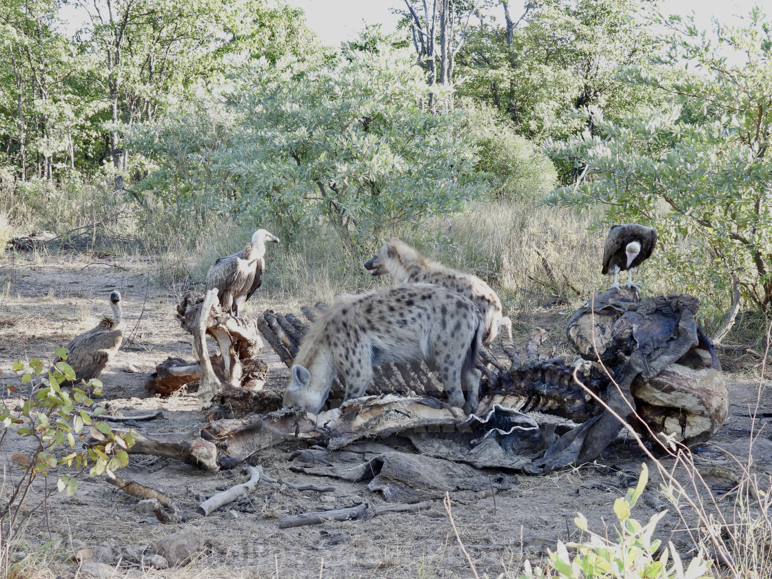 "Vultures and Hyena Feeding" stock image