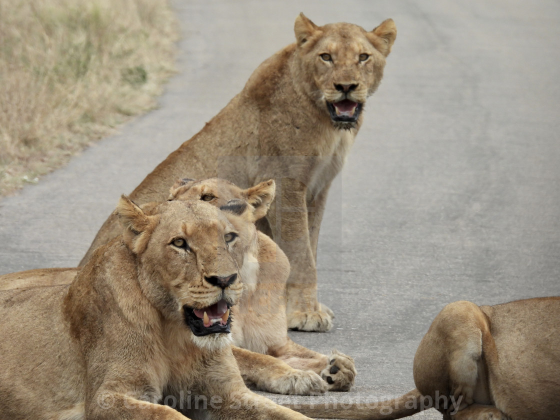 "Group of Lions Resting" stock image