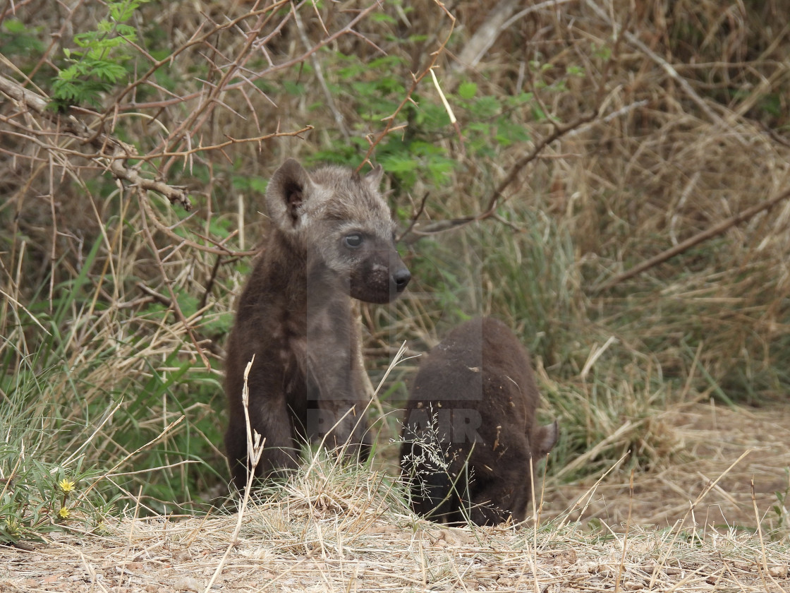 "Hyena Cubs" stock image