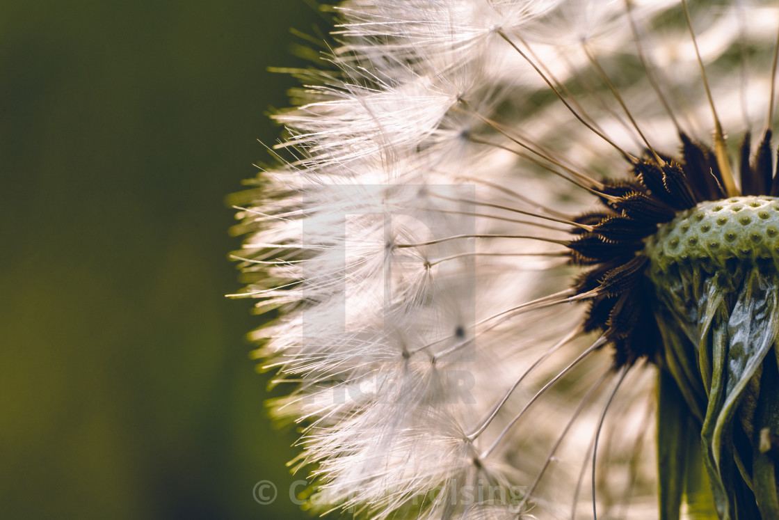 "Dandelion Cypselae" by Casper Folsing - $15.31 "Dandelion Cypselae" stock image