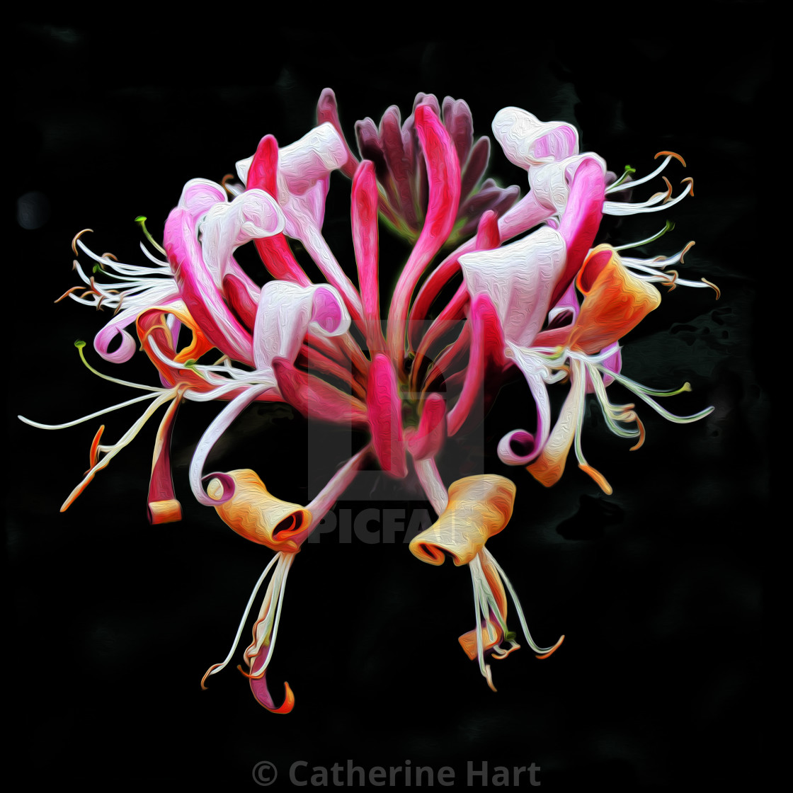 "Honeysuckle flower" stock image