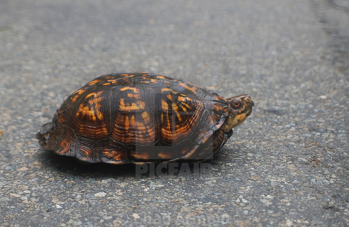 "Box Turtle on the Road" stock image