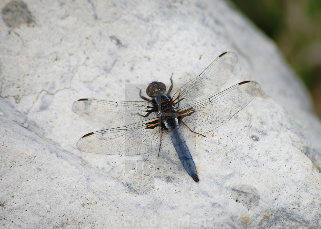 "Blue Corporal" stock image