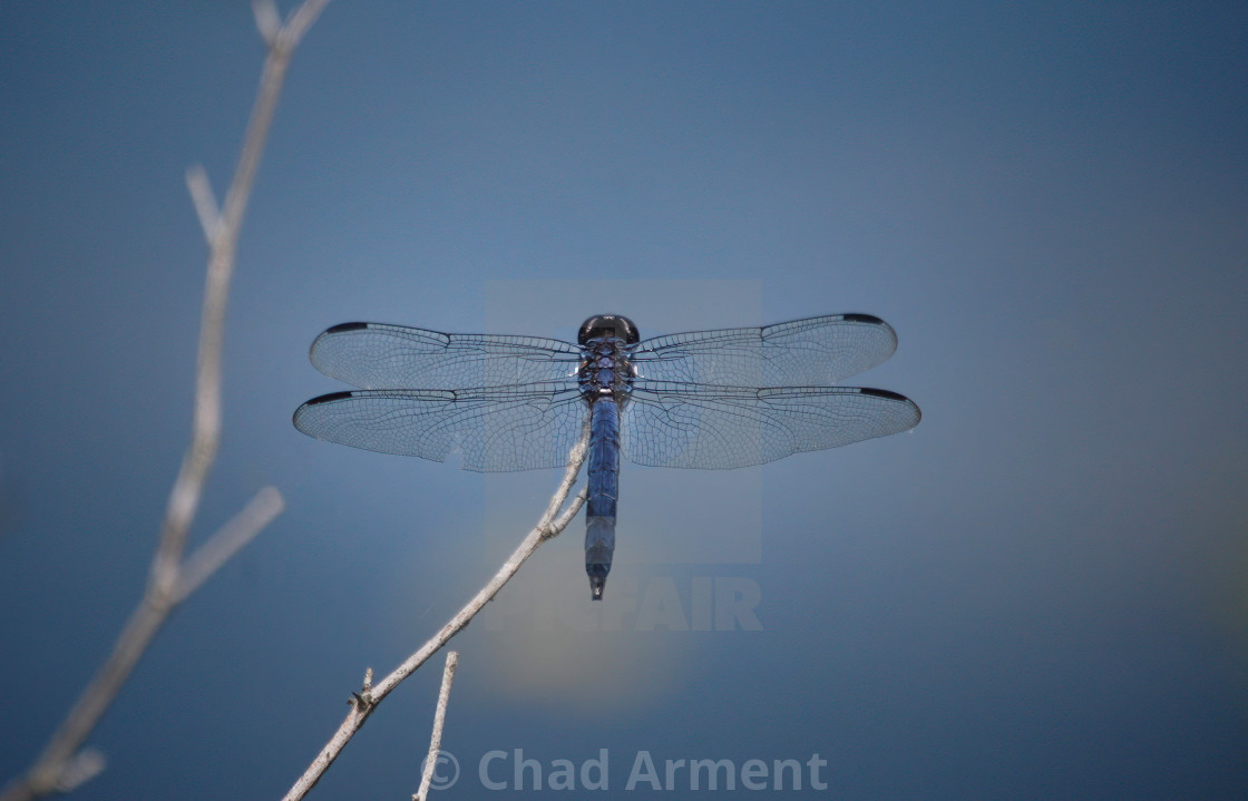 "Slaty Skimmer" stock image