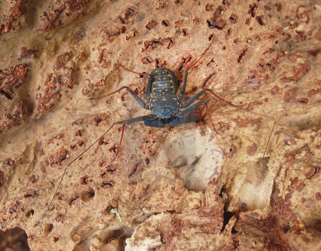 "Phrynus marginemaculatus" stock image