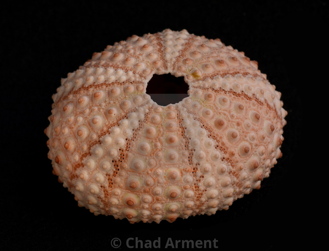 "Sea Urchin" stock image