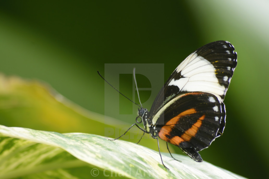 "Cydno Longwing" stock image