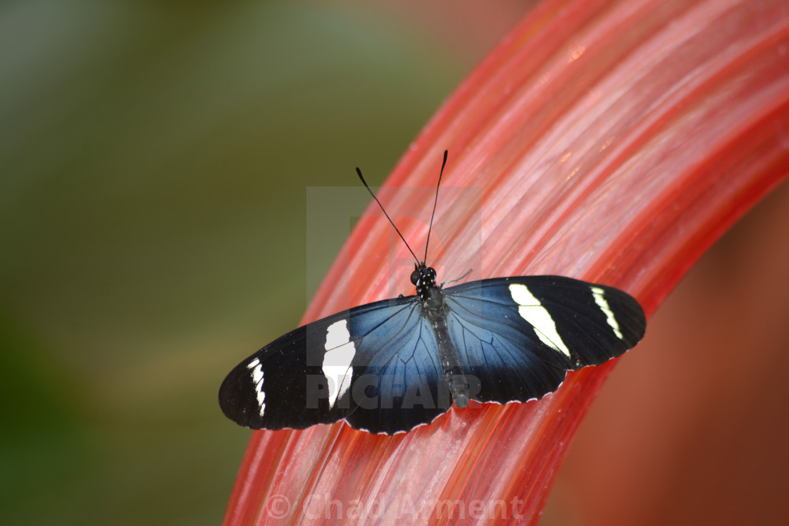 "Sara Longwing" stock image