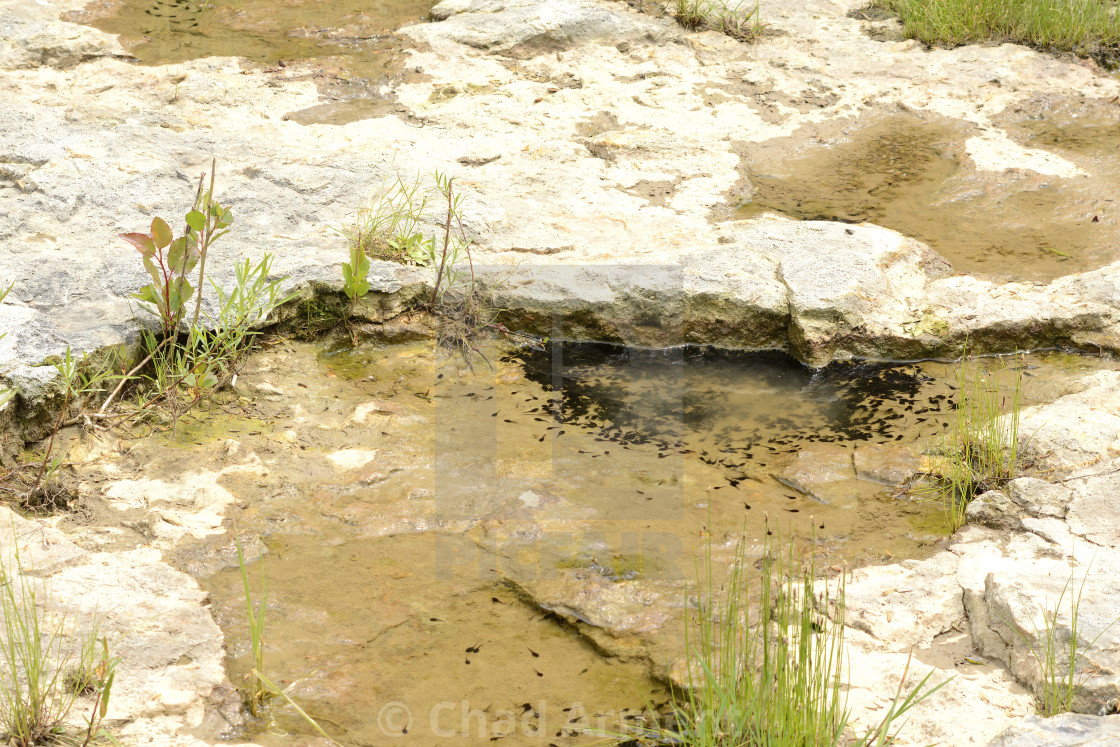 "Toad Tadpoles" stock image