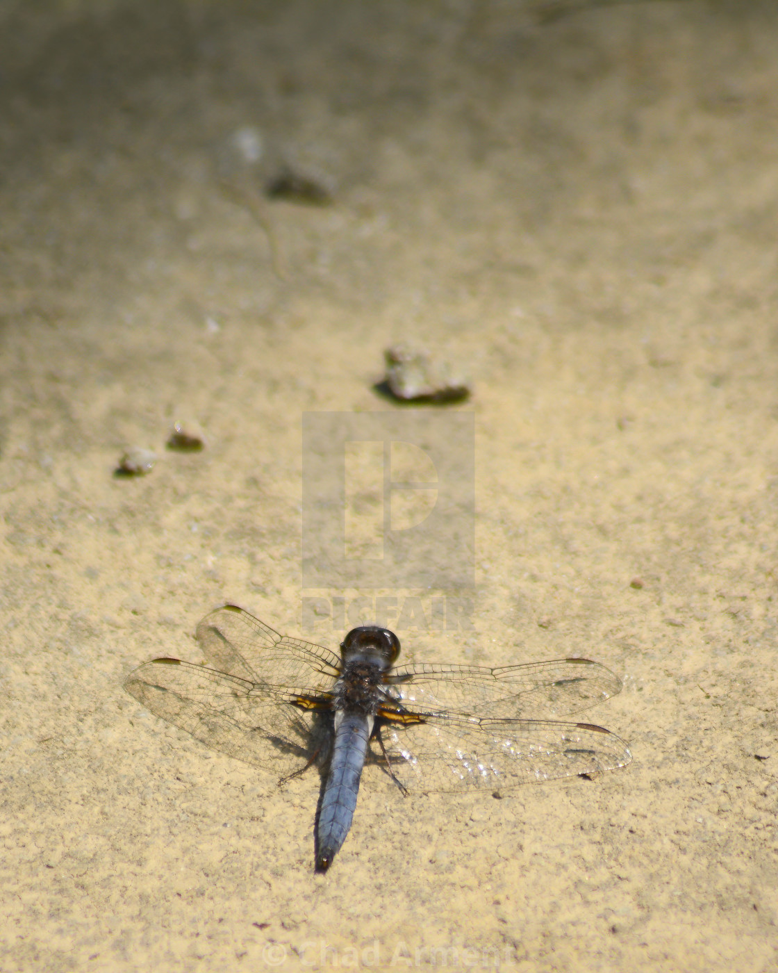 "Blue Corporal" stock image