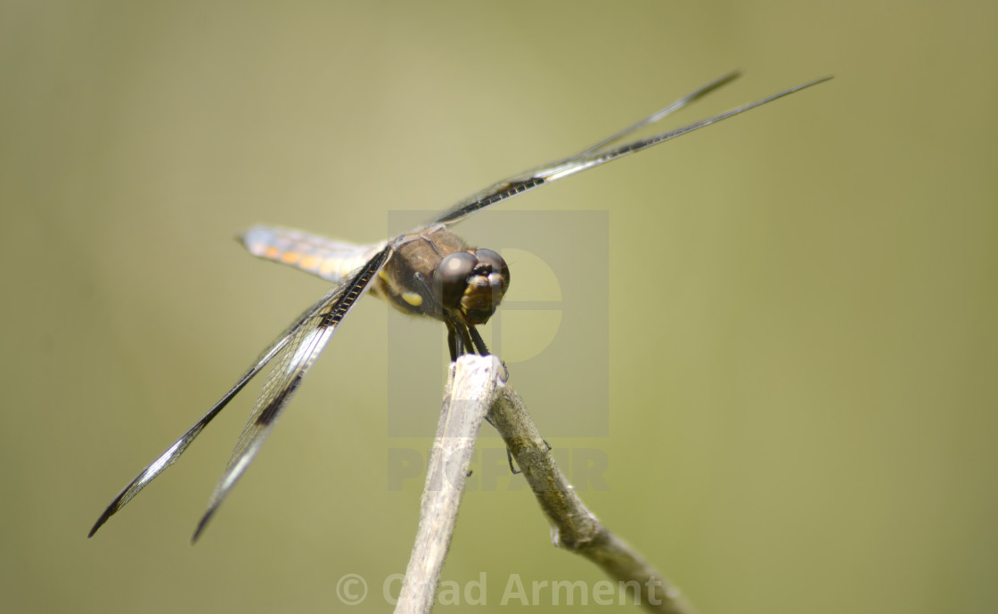 "Twelve-Spotted Skimmer" stock image