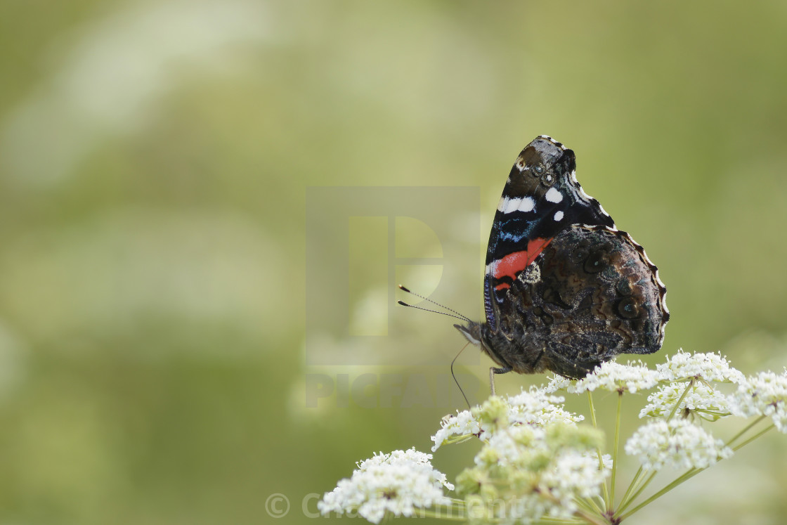 "Red Admiral" stock image