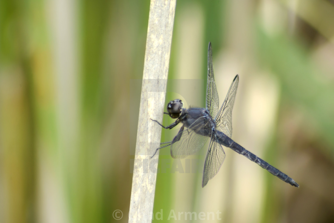 "Slaty Skimmer" stock image