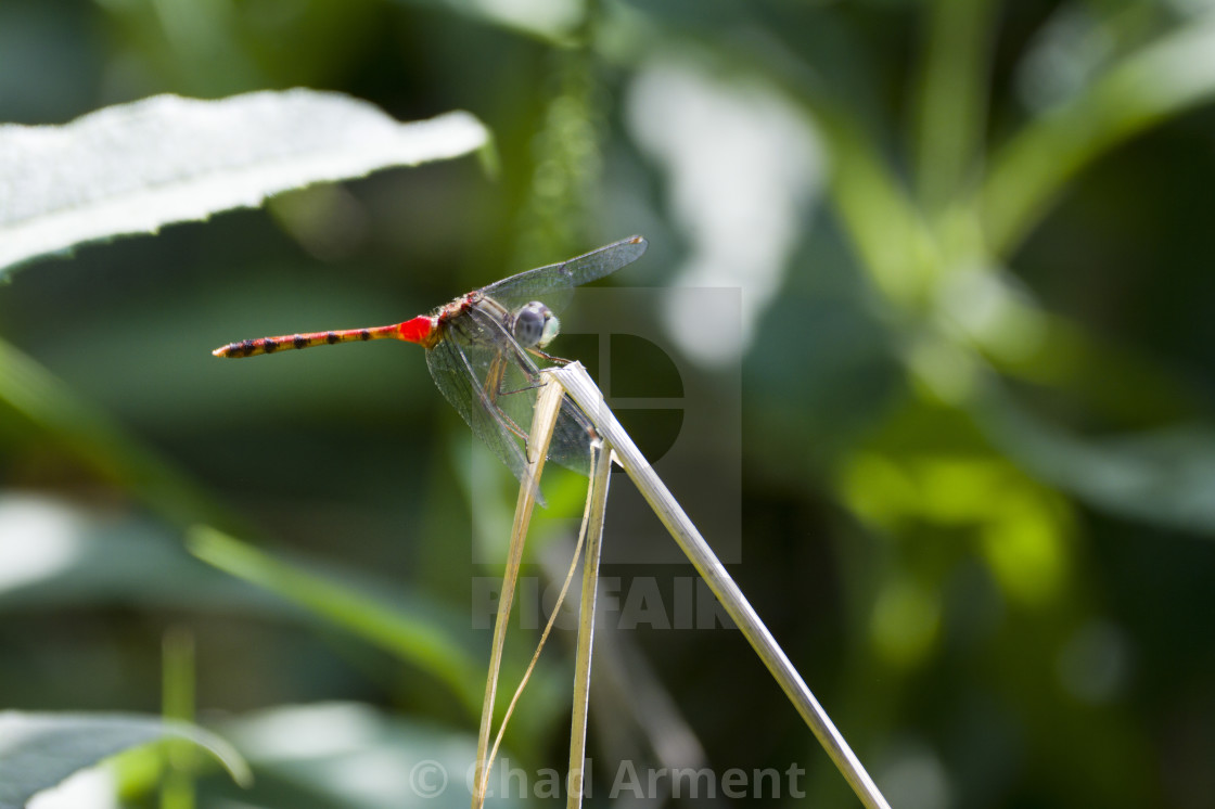 "Blue-Faced Meadowhawk" stock image
