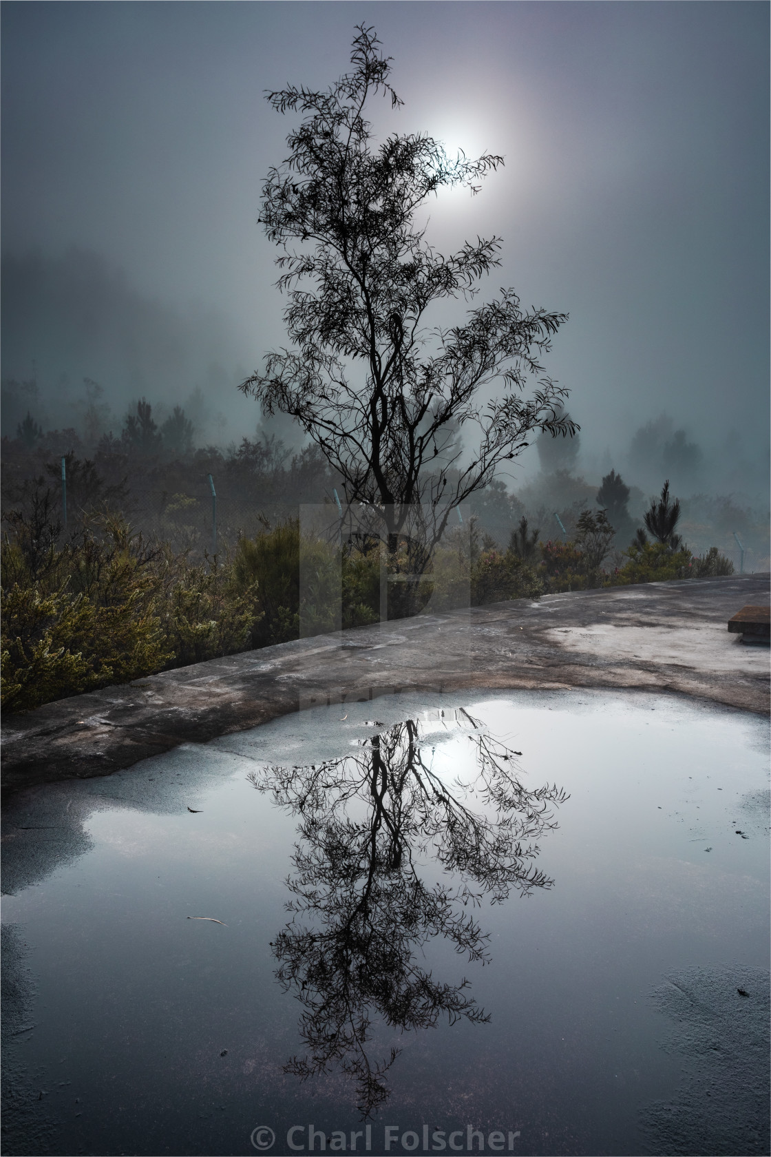 "Resilient Tree" by Charl Folscher - £12.40 "Resilient Tree" stock image