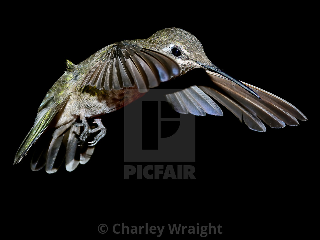 "Hummingbird Hovering" by Charley Wraight - £30.00 "Hummingbird Hovering" stock image